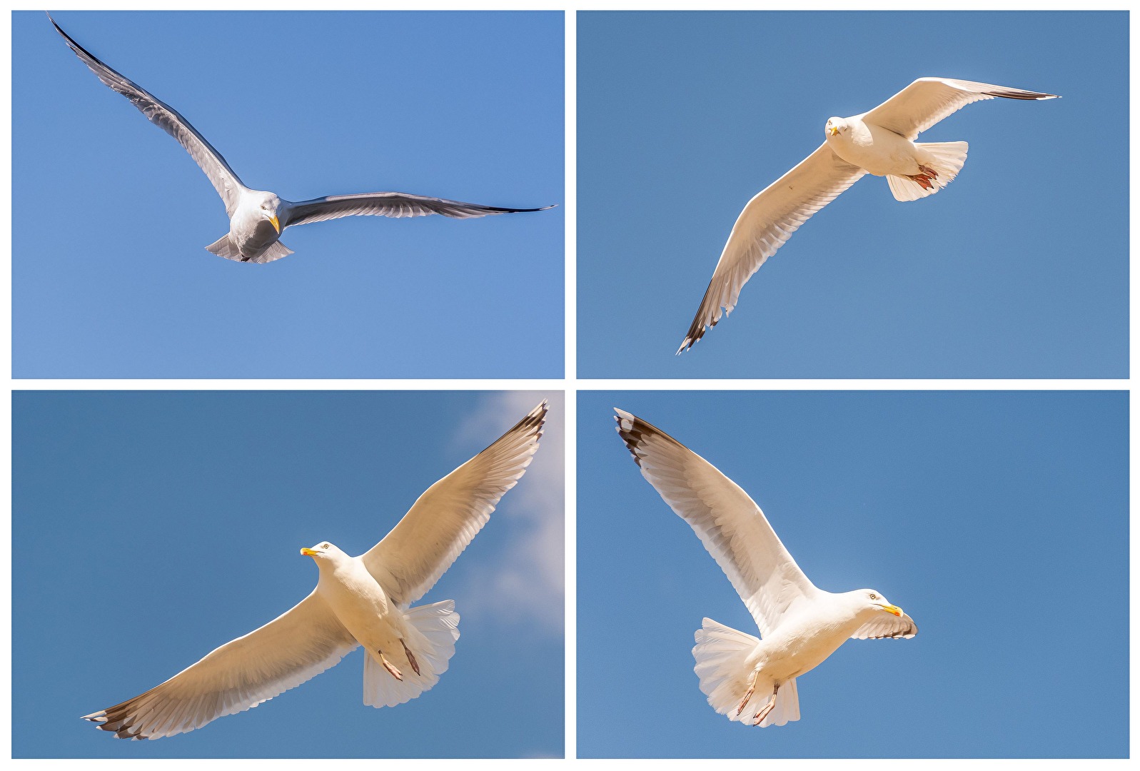 Silbermöwe (Flugbilder)