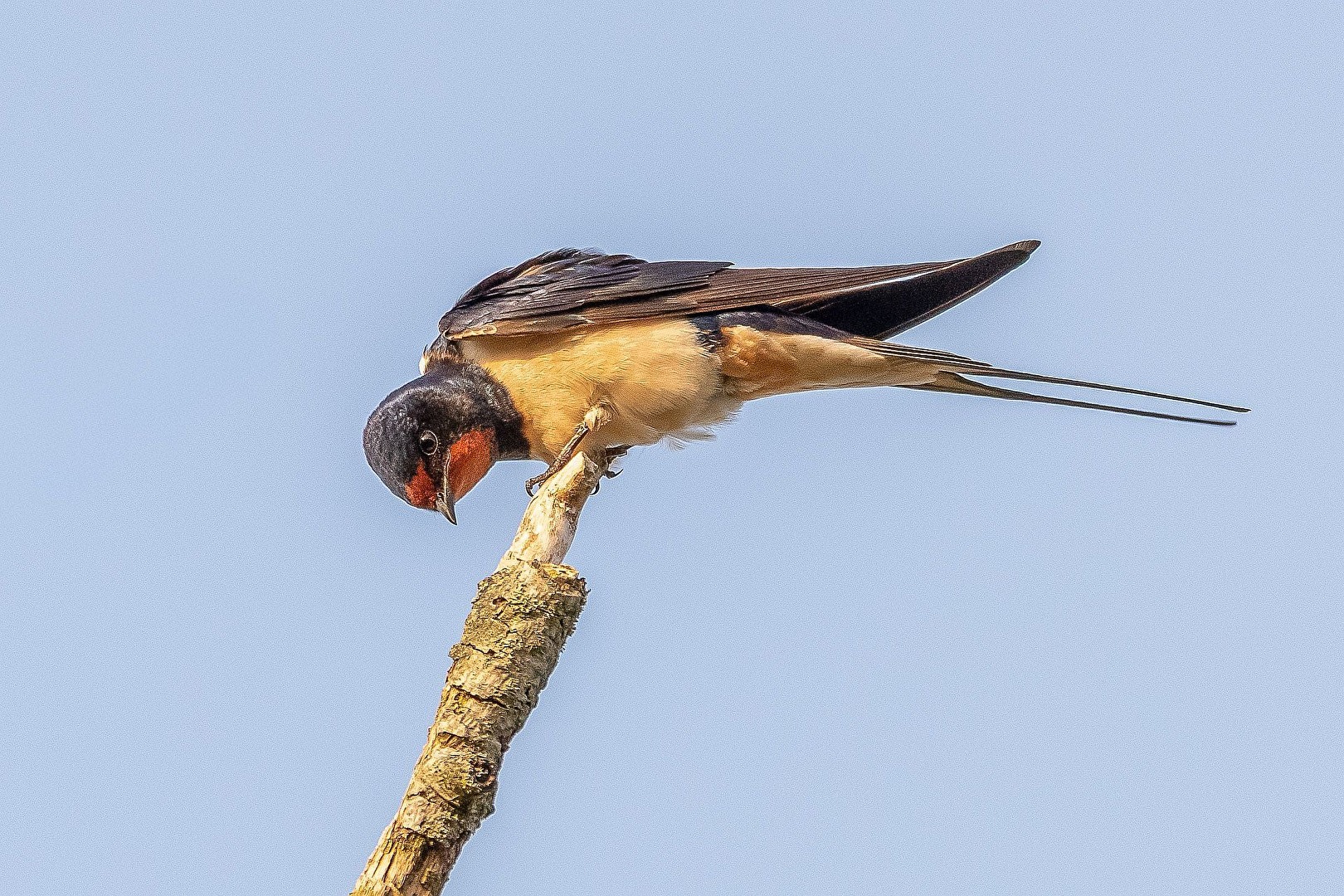 Rauchschwalbe