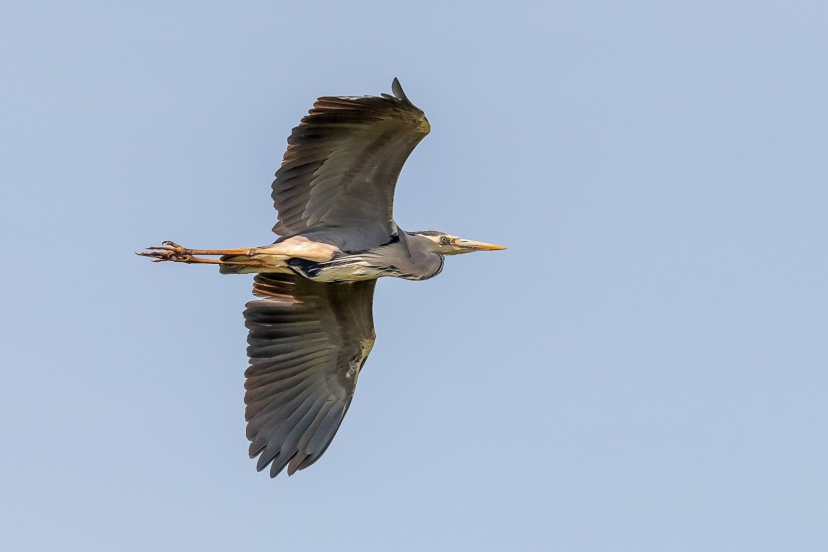 Graureiher im Flugbild