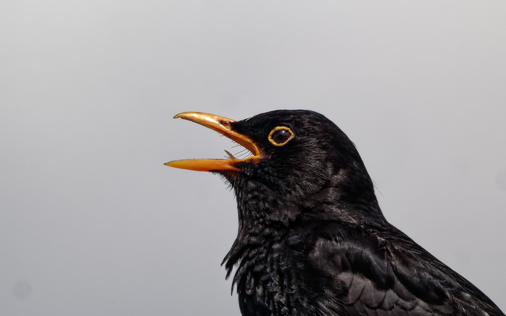 Amsel (Turdus merula).