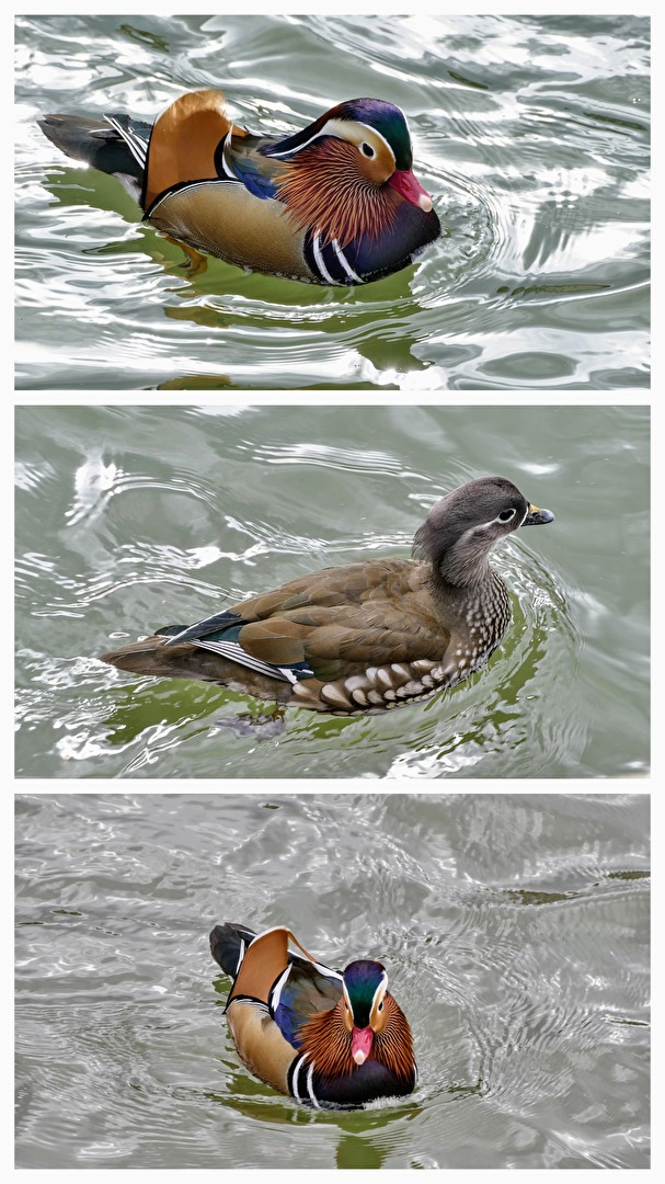 Die Mandarinenten vom Neckar