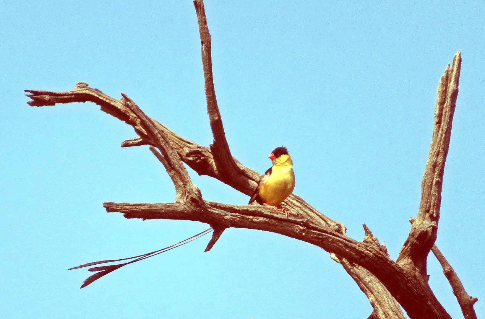 A king widowbird