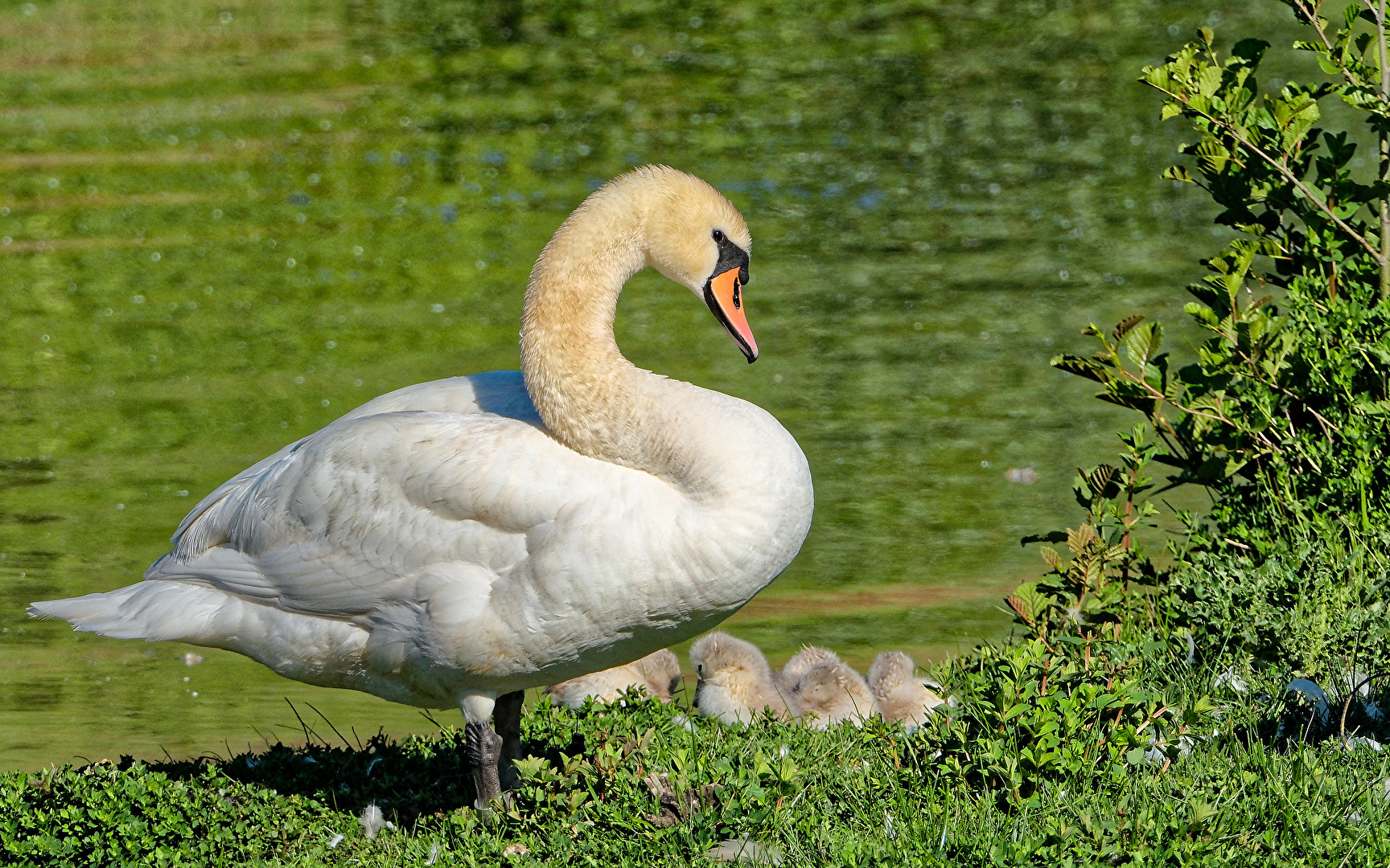 Höckerschwan (Cygnus olor) mit Jungvögel