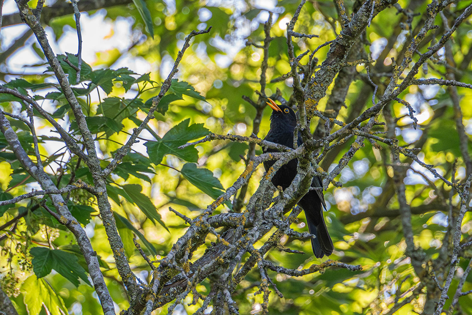 Tag der Amsel (3.6.)