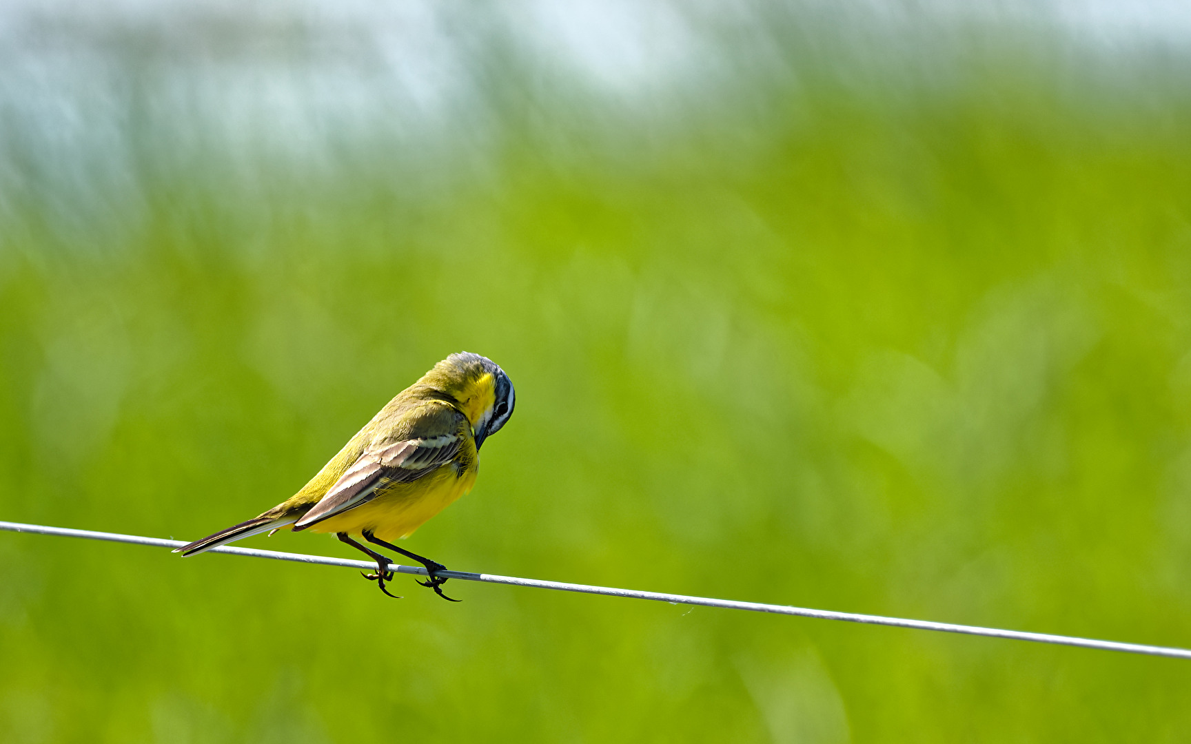 Schafstelze (Motacilla flava).