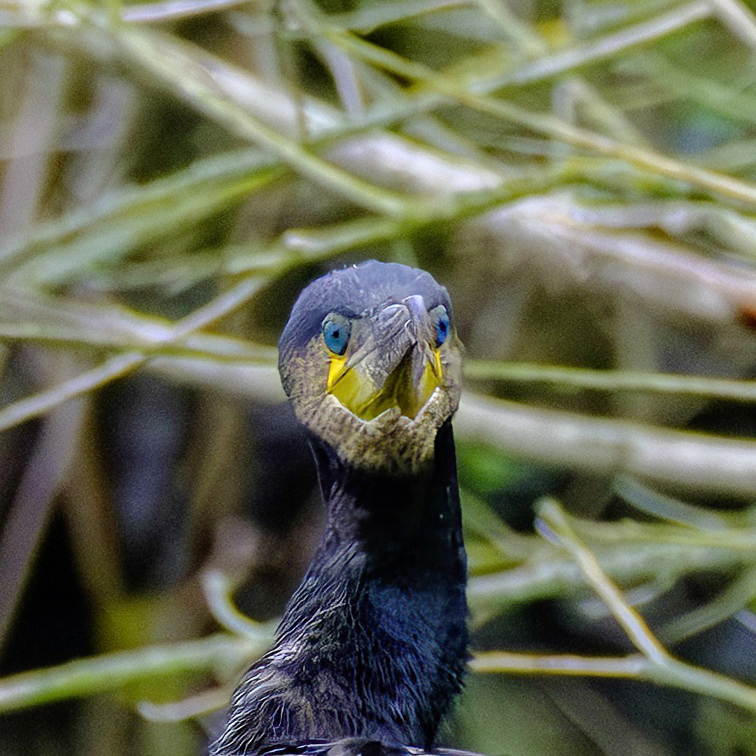 Blaue Augen...