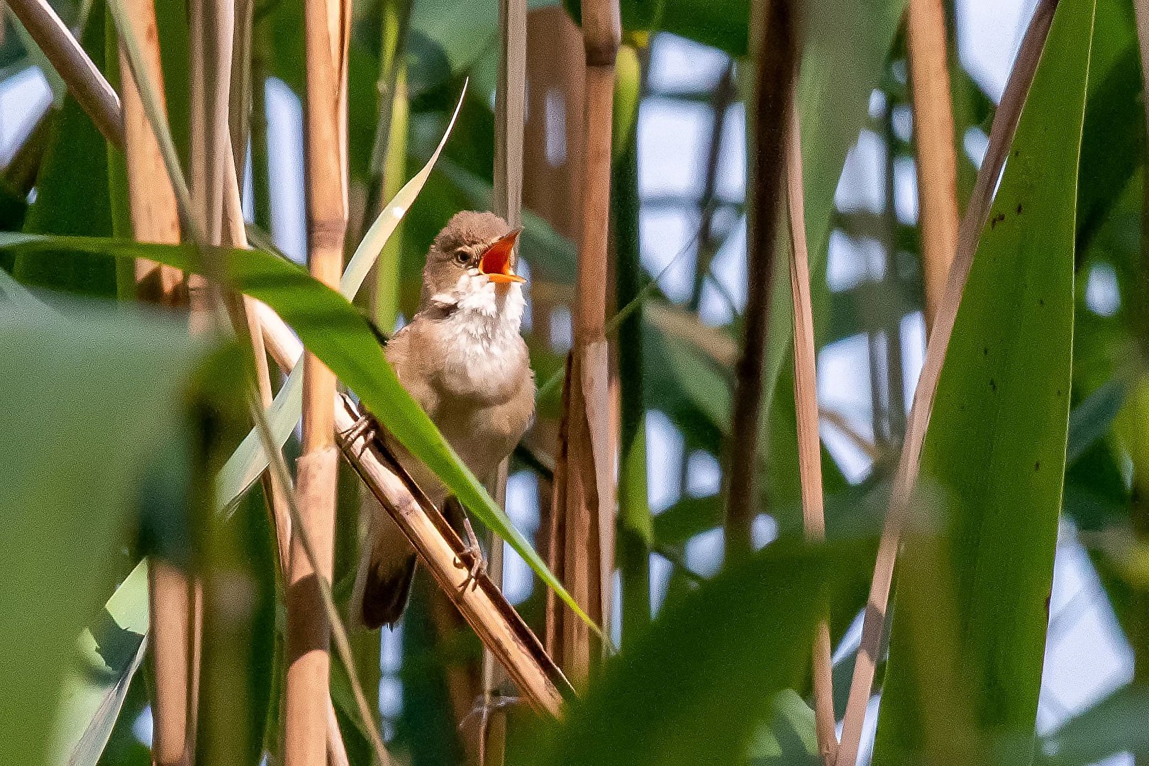 Great Reed Warbler (1)
