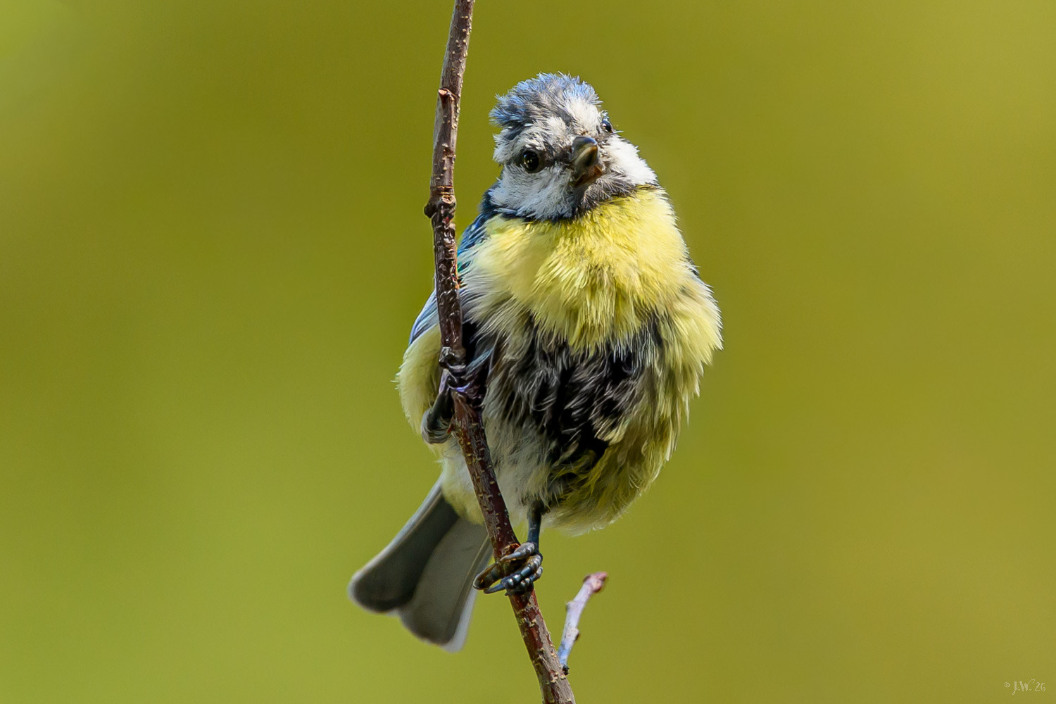Blue tit