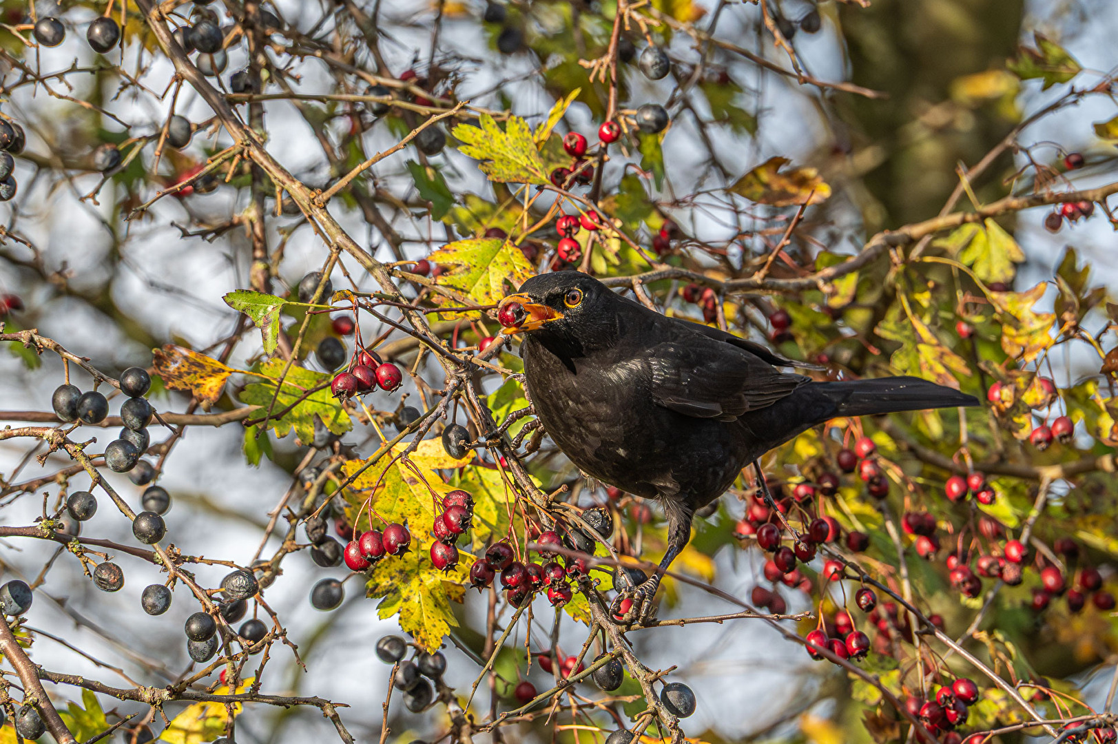 Amsel im Weißdorn