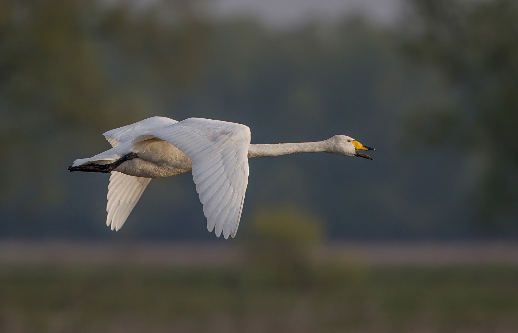 Whooper swan in flight