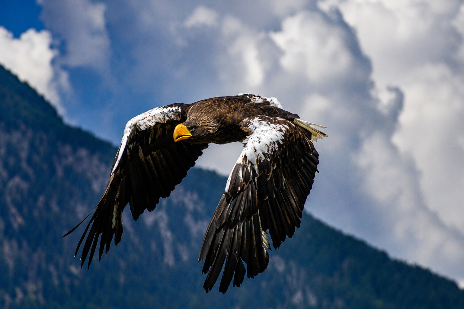 Sea eagle