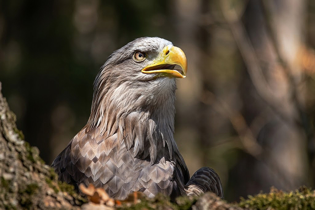 Seeadler