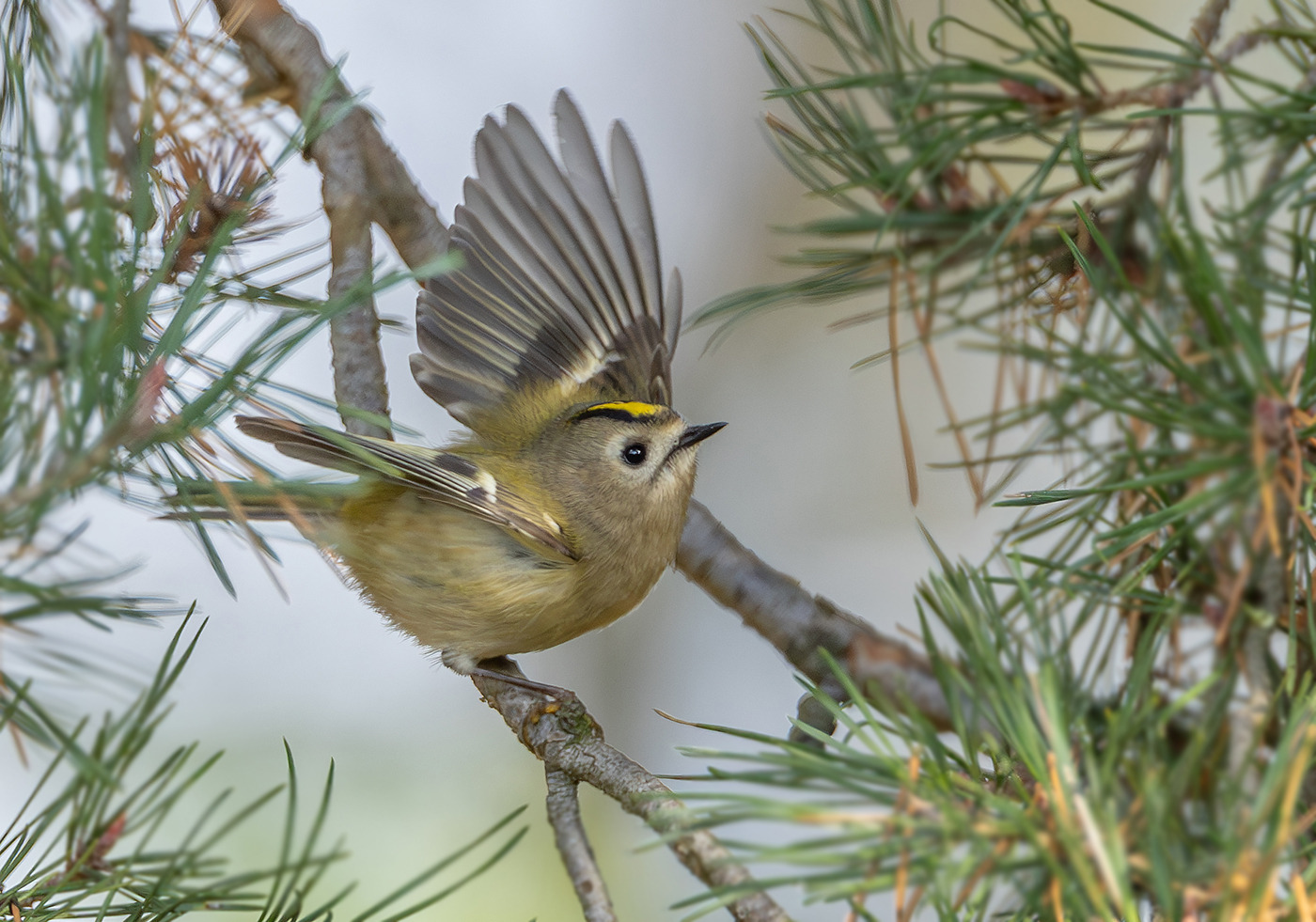 Wintergoldhähnchen