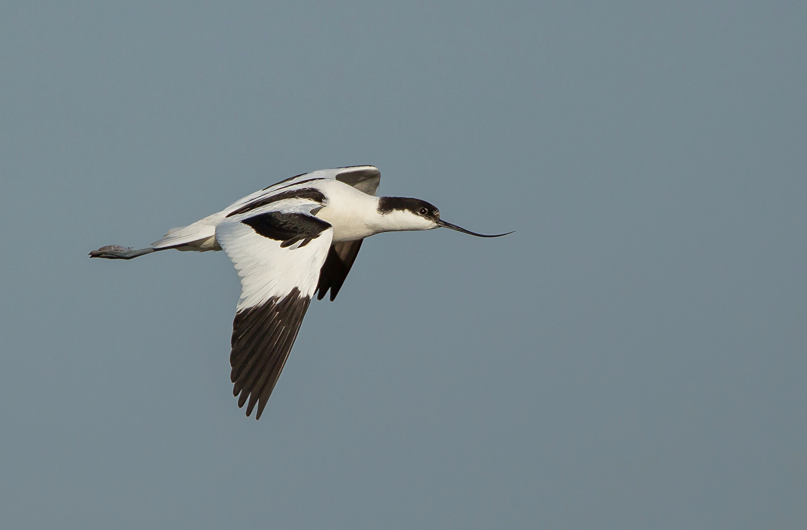 Spoonbill (Recurvirostra avosetta)