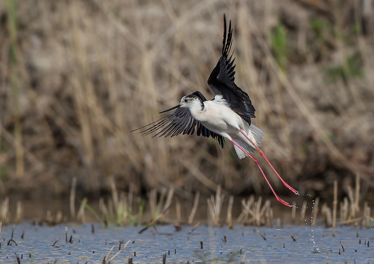 Stelzenläufer (Himantopus himantopus)
