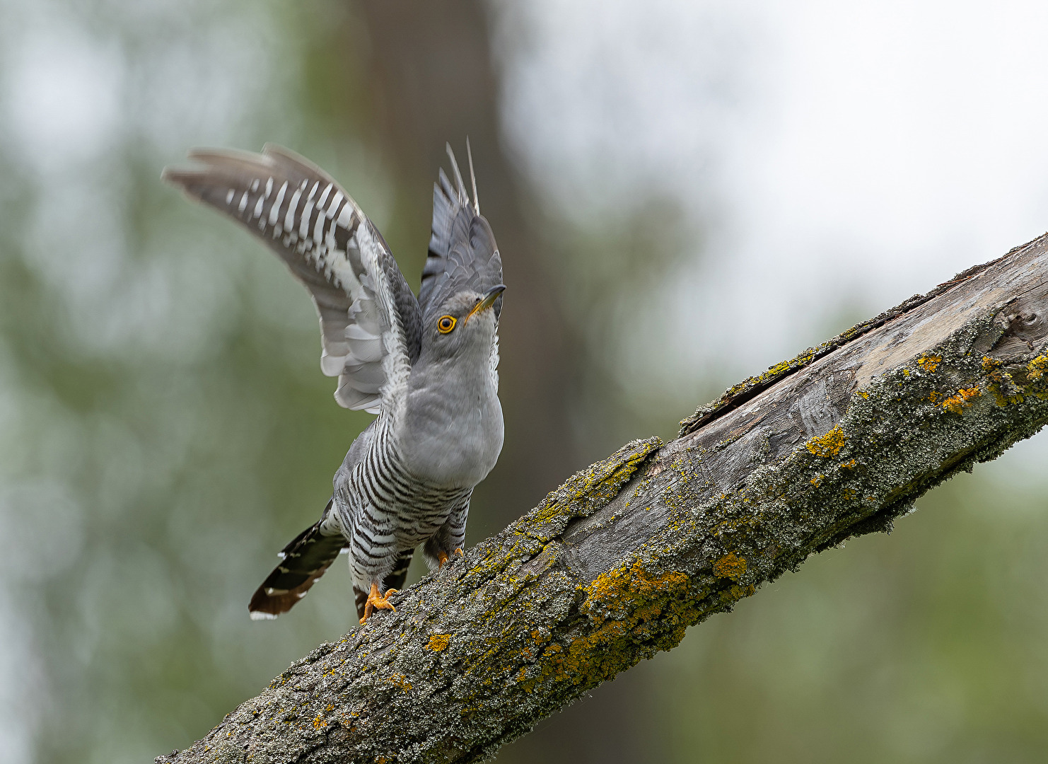 Kuckuck Abflug