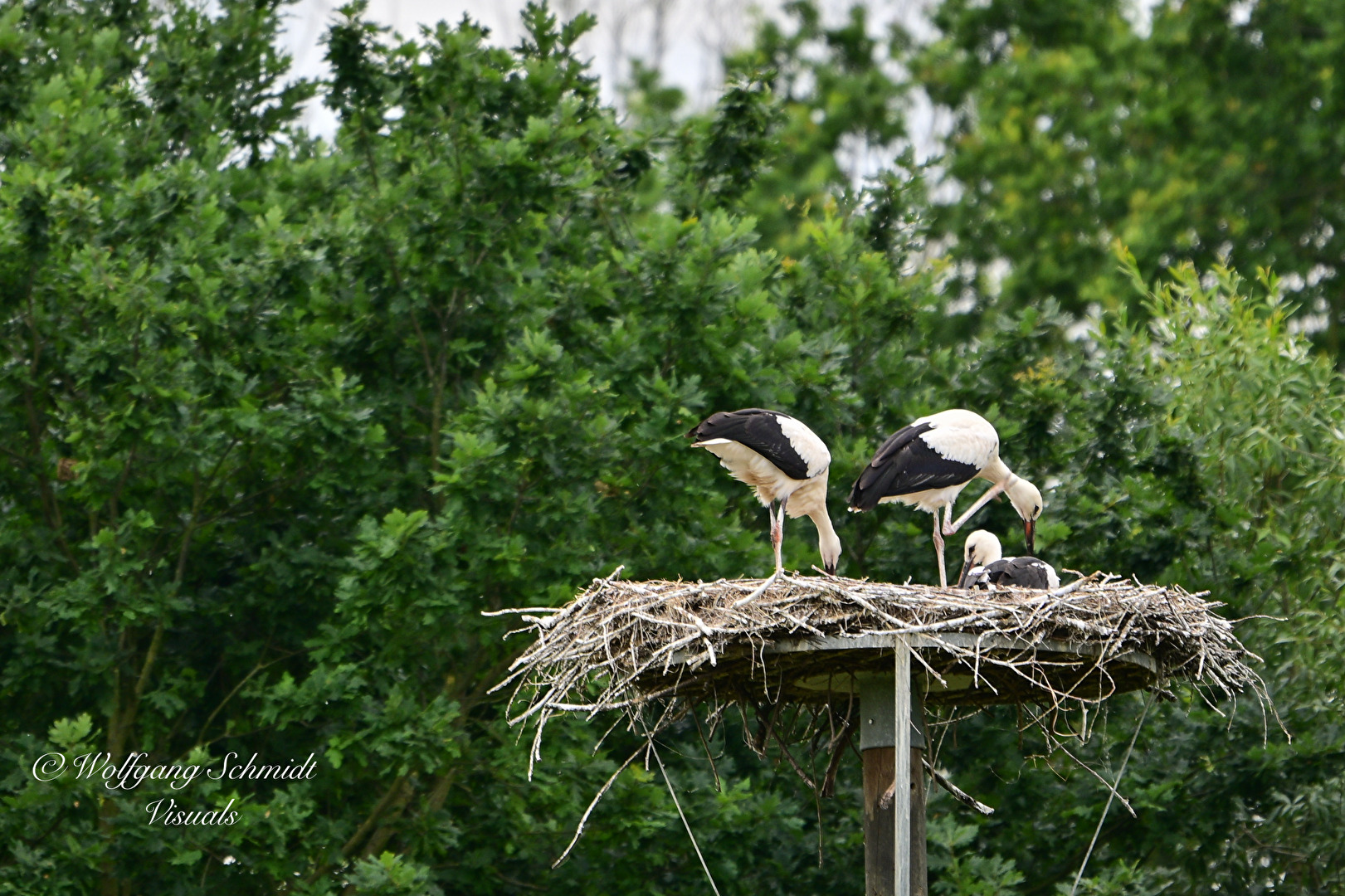 Stork nest