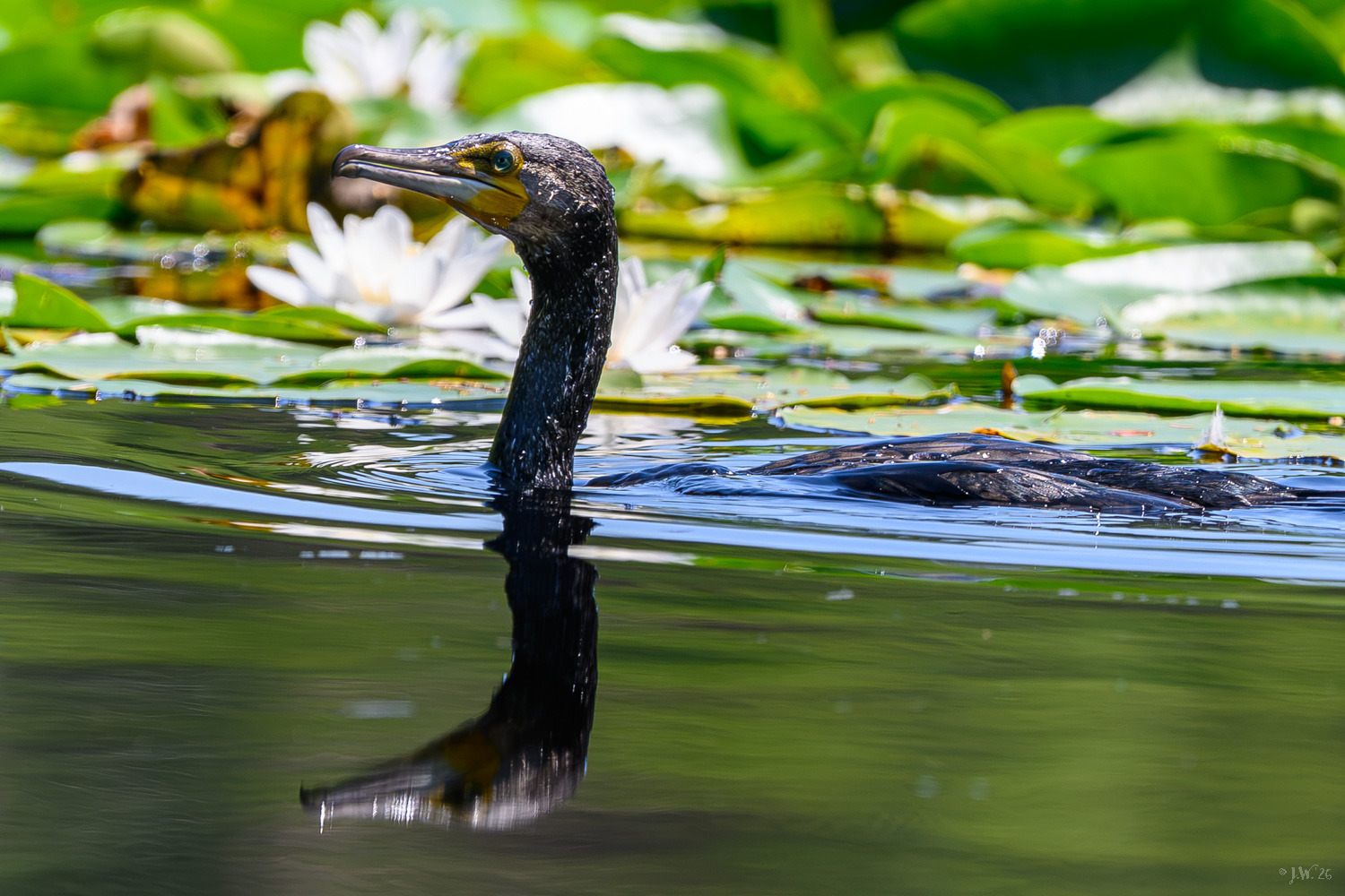 Cormorant surfaced