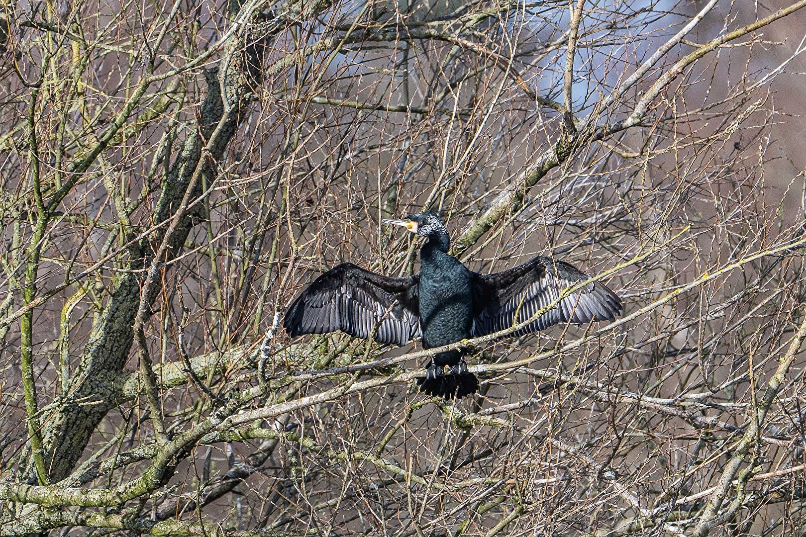 Cormorant