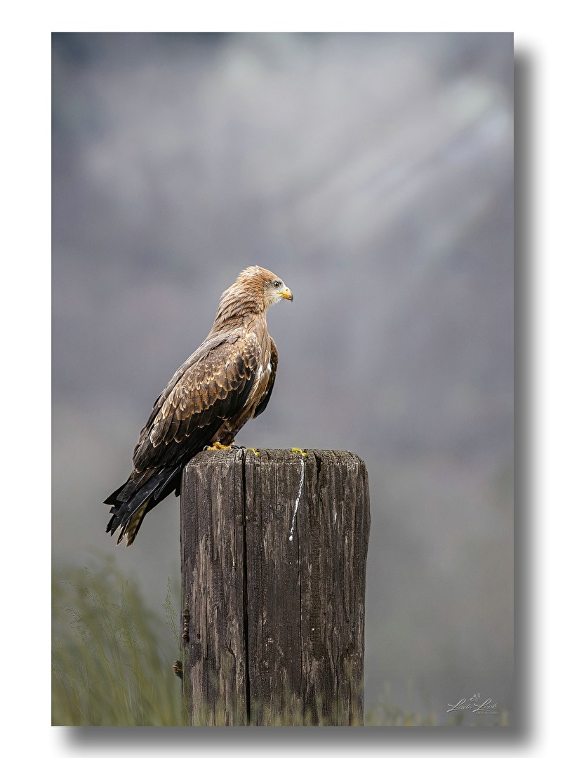 Black kite