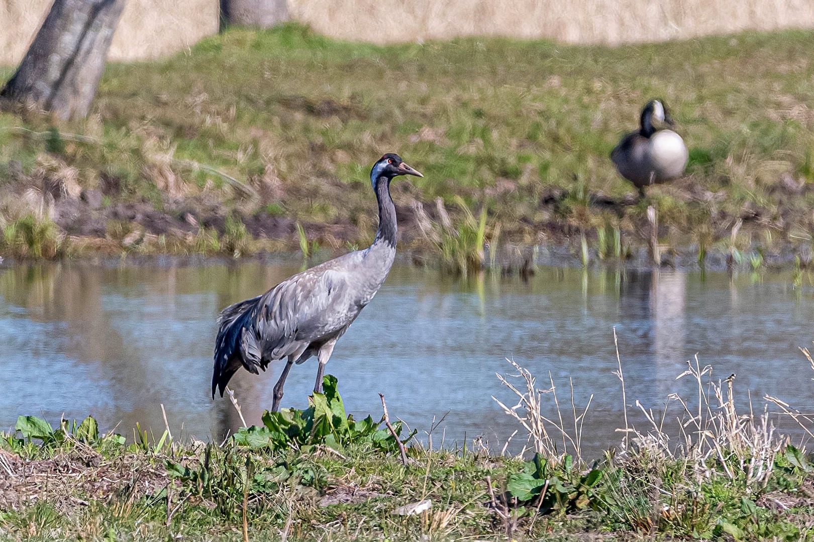 Crane (2)