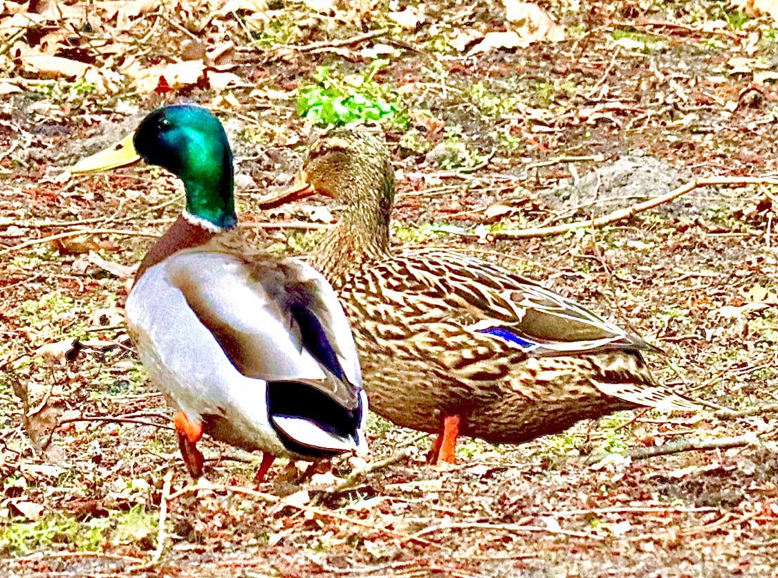 Mallard Pair