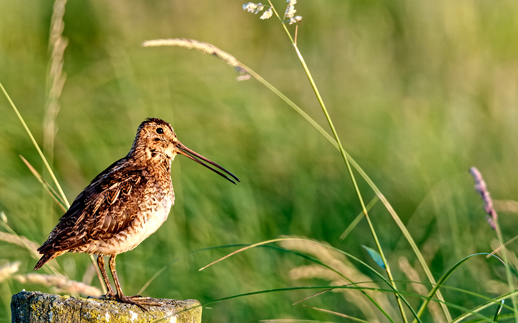 Bekassine (Gallinago gallinago)