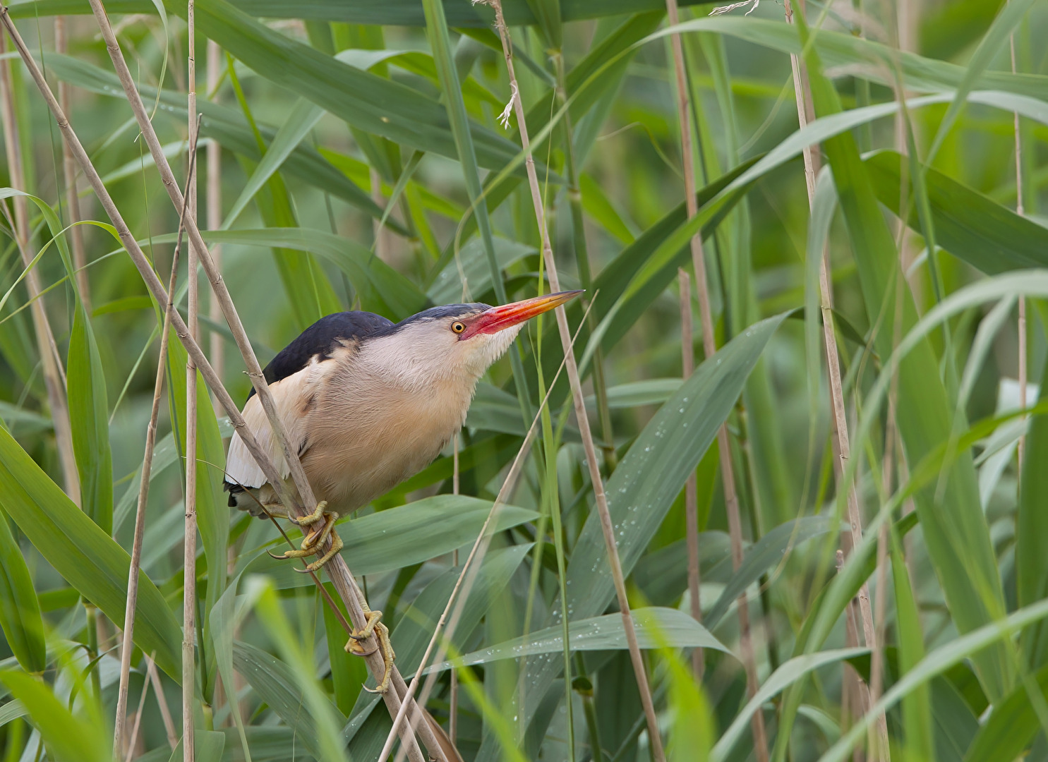 Little bittern