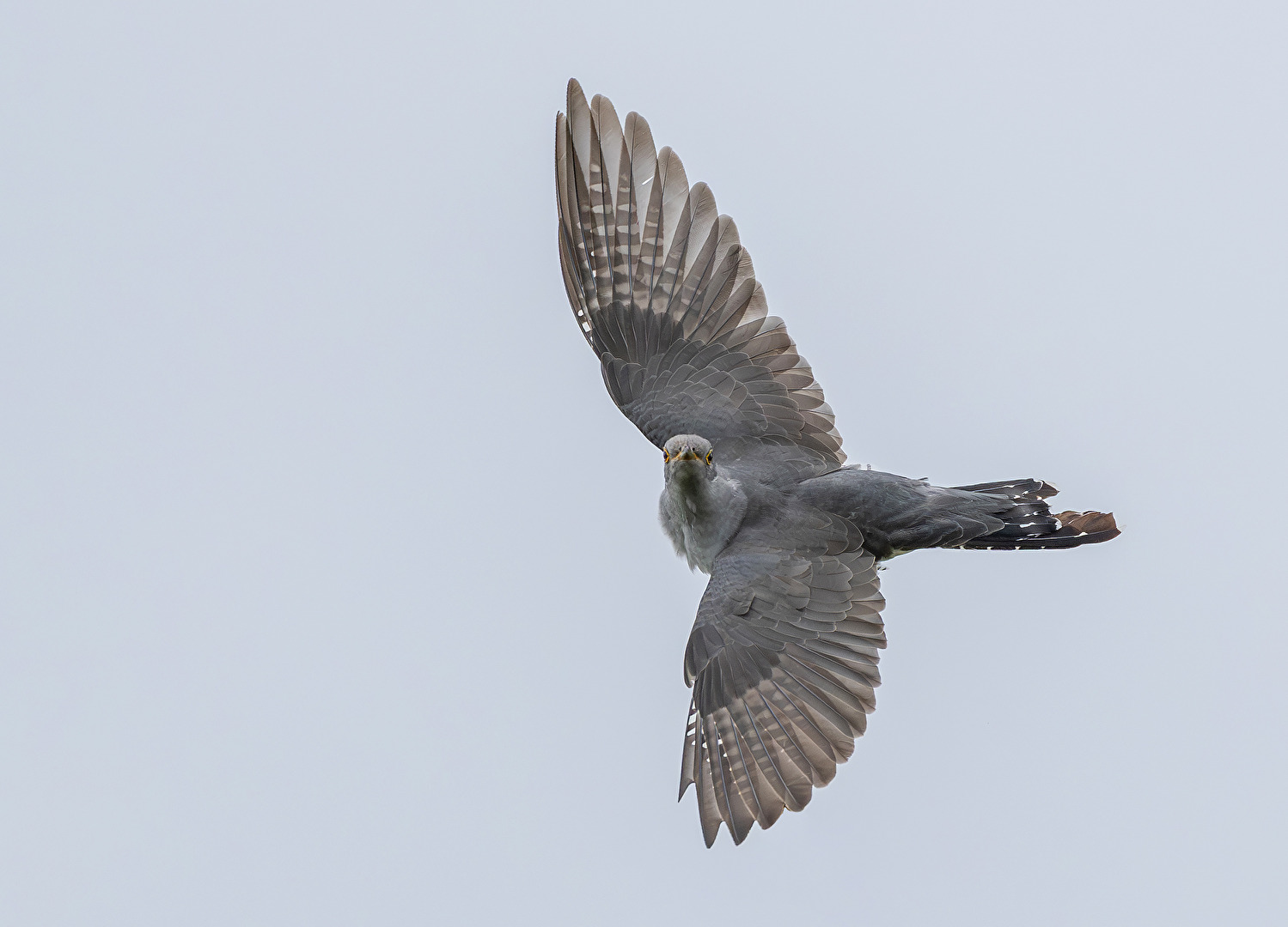 Kuckuck im Flug