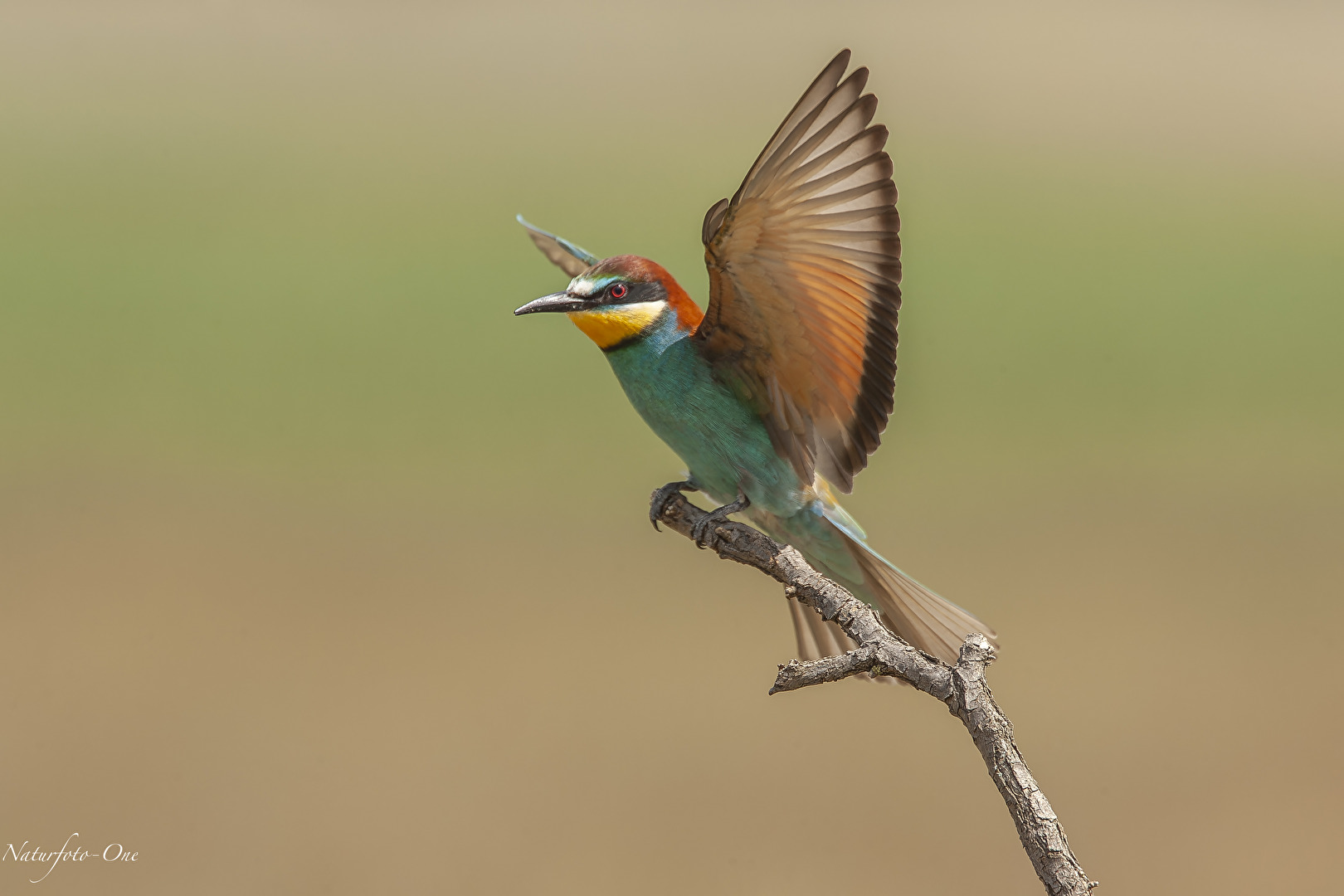 Ein Engel