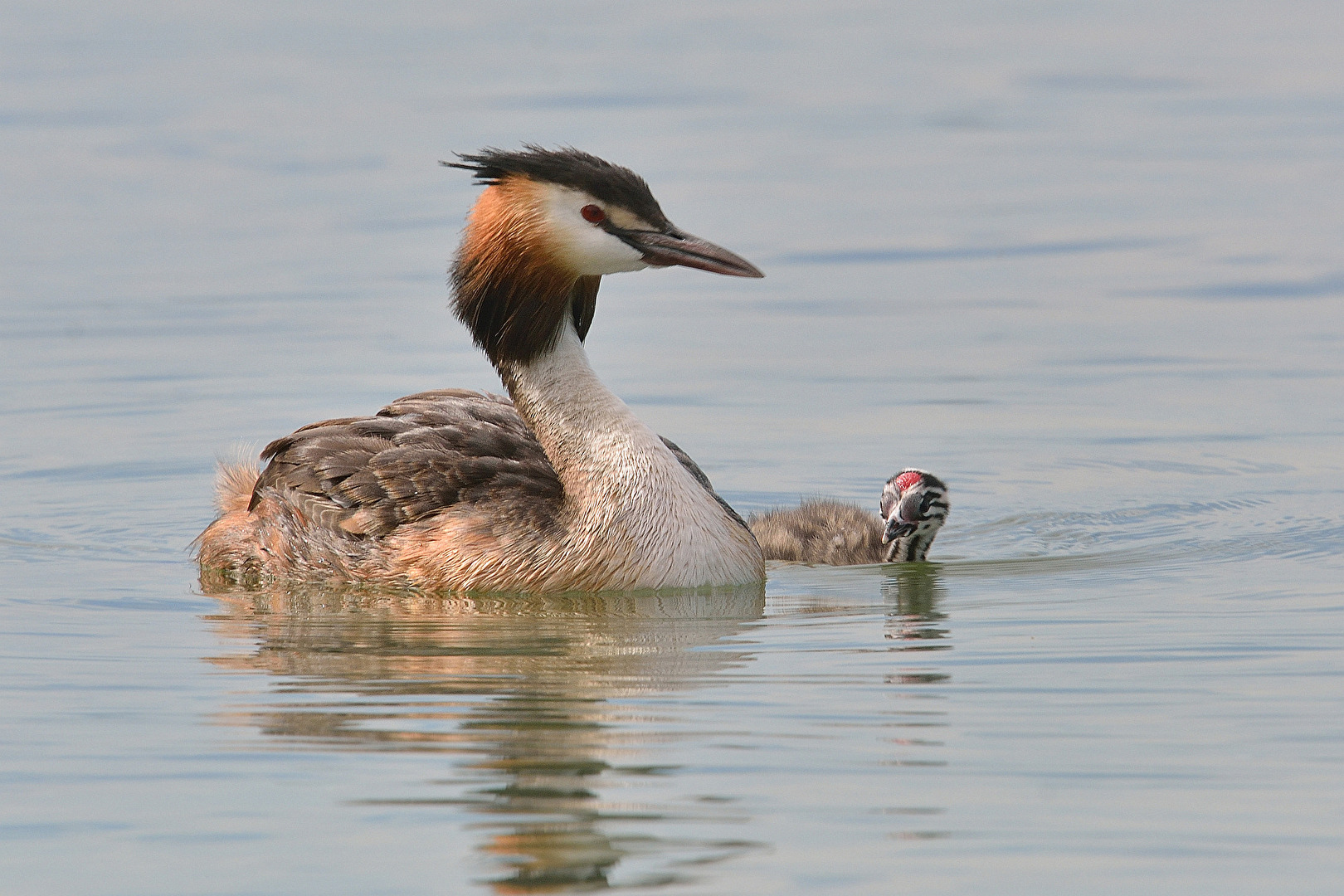 Great crested grebe with baby
