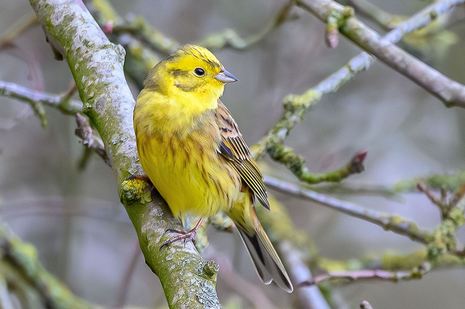 Goldammer (male)