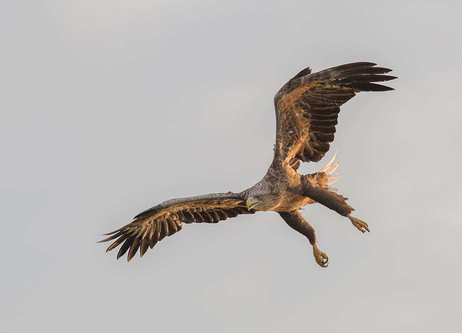 Seeadler im Flug