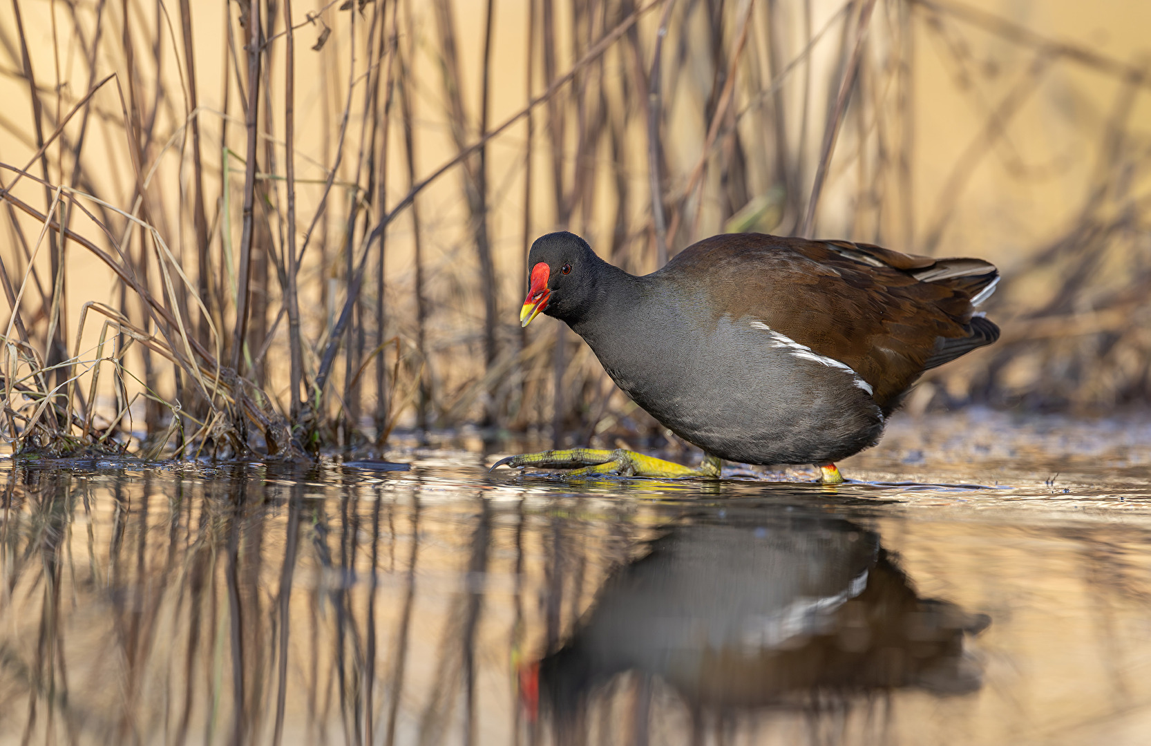 Teichralle (Gallinula chloropus)