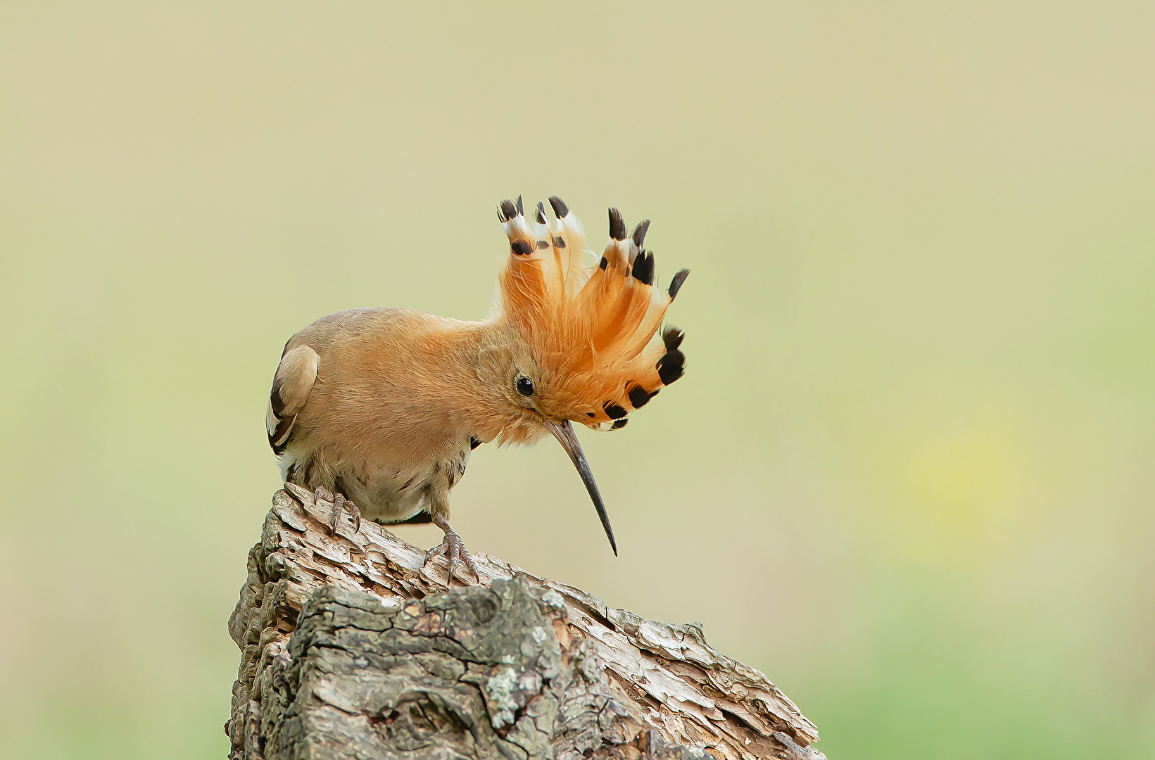 Hoopoe Searching for Food