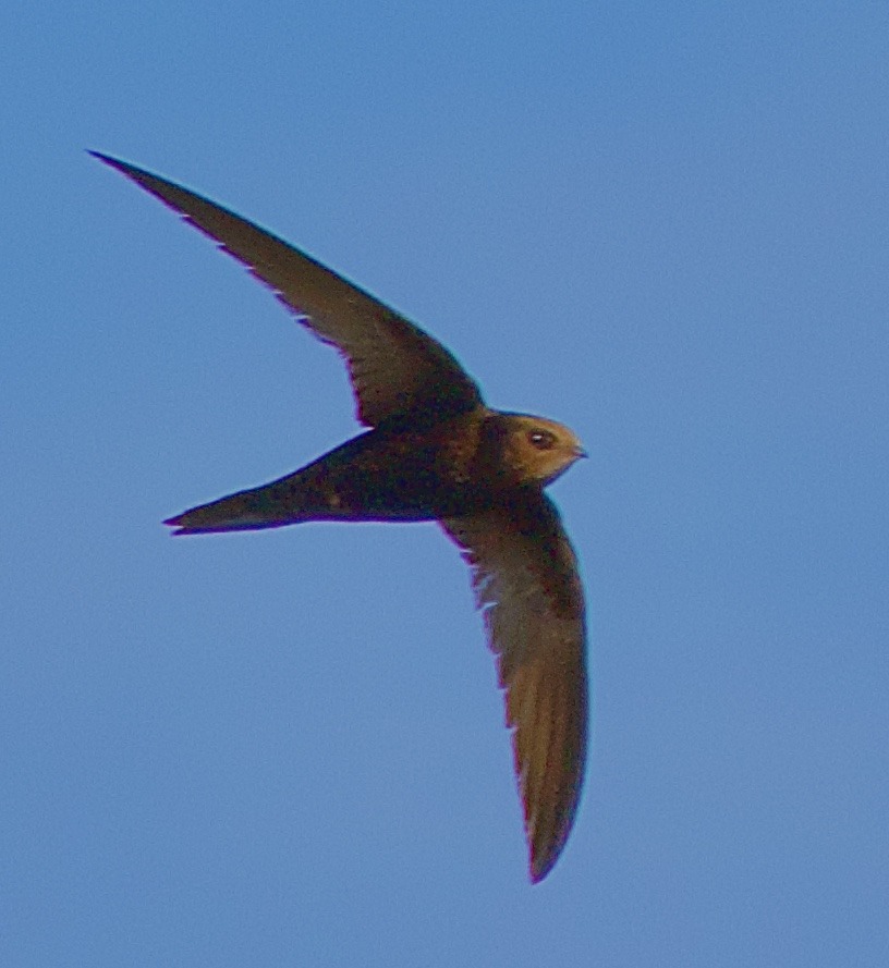 Common Swift 20260715