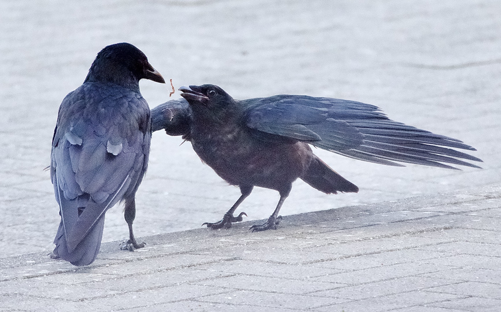 Raven old and young
