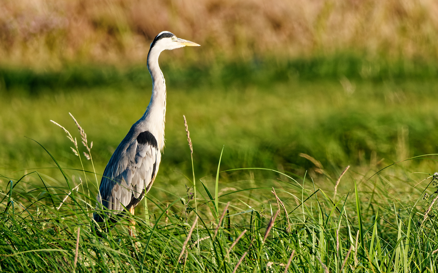 Graureiher (Ardea cinerea).