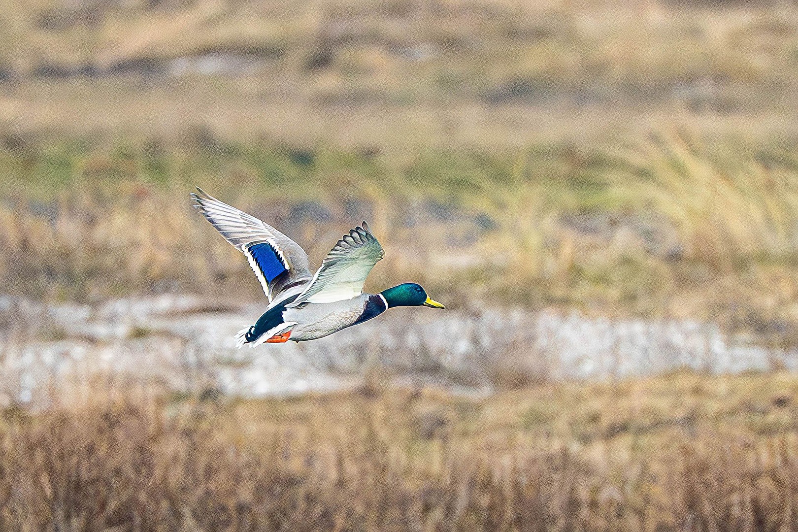 Canard volant
