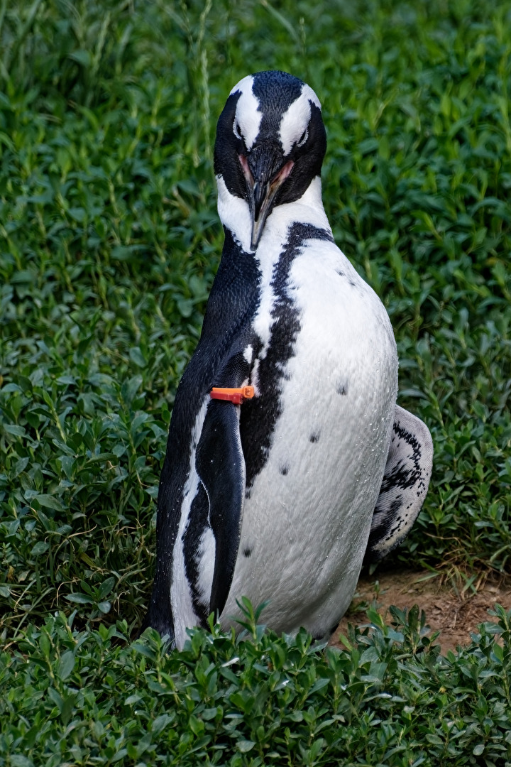 Penguin