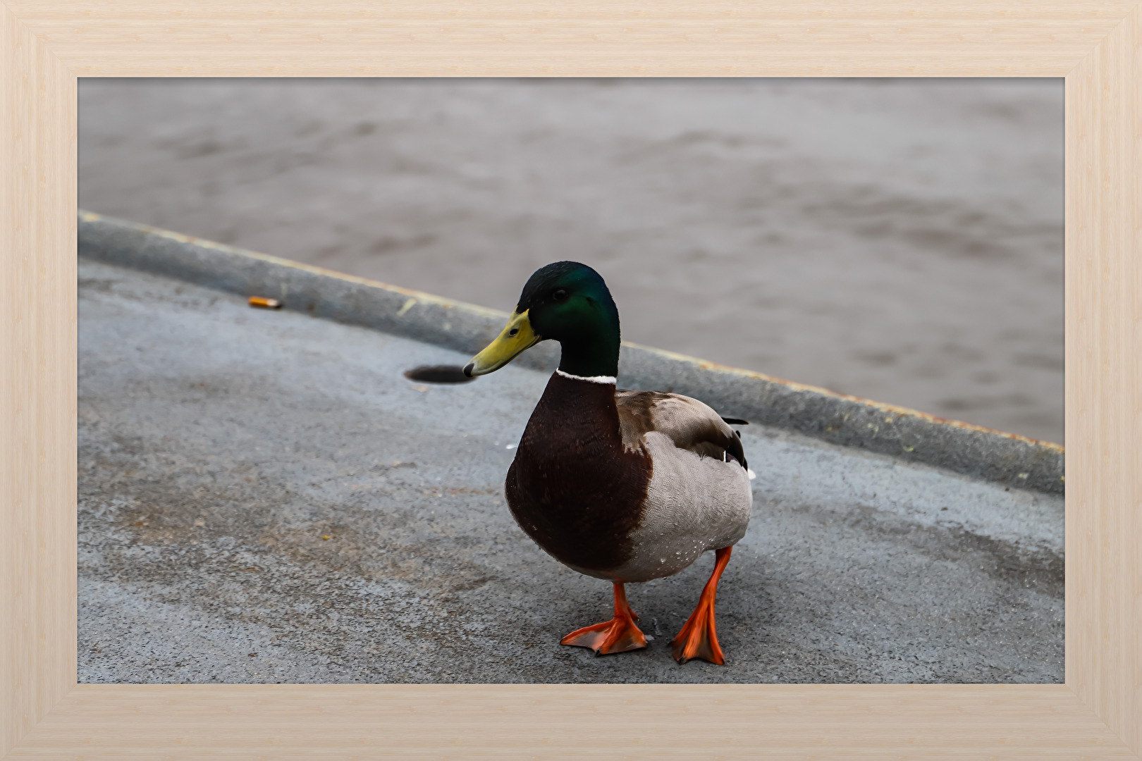 Duck on the shore