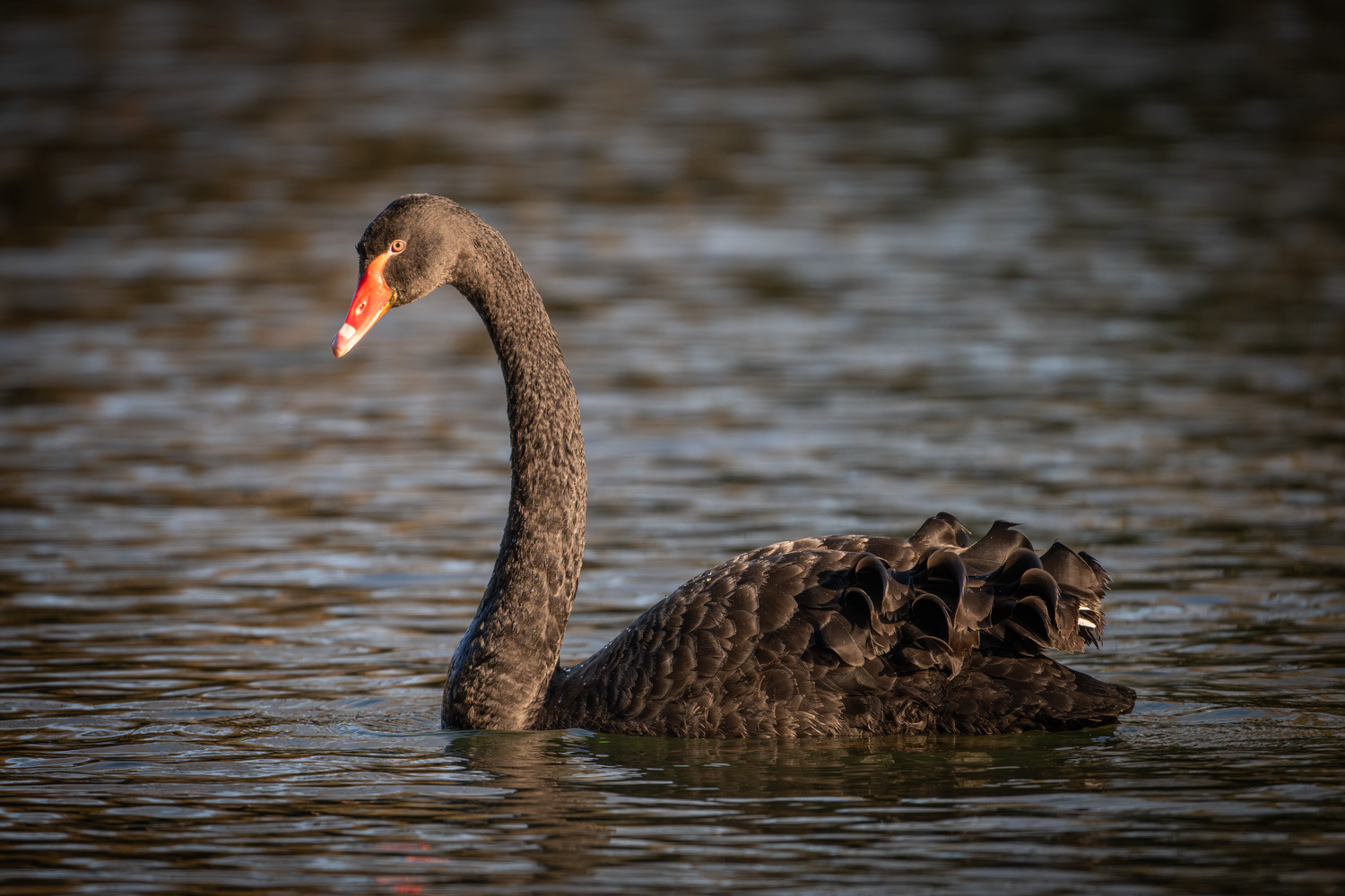 Cygne noir