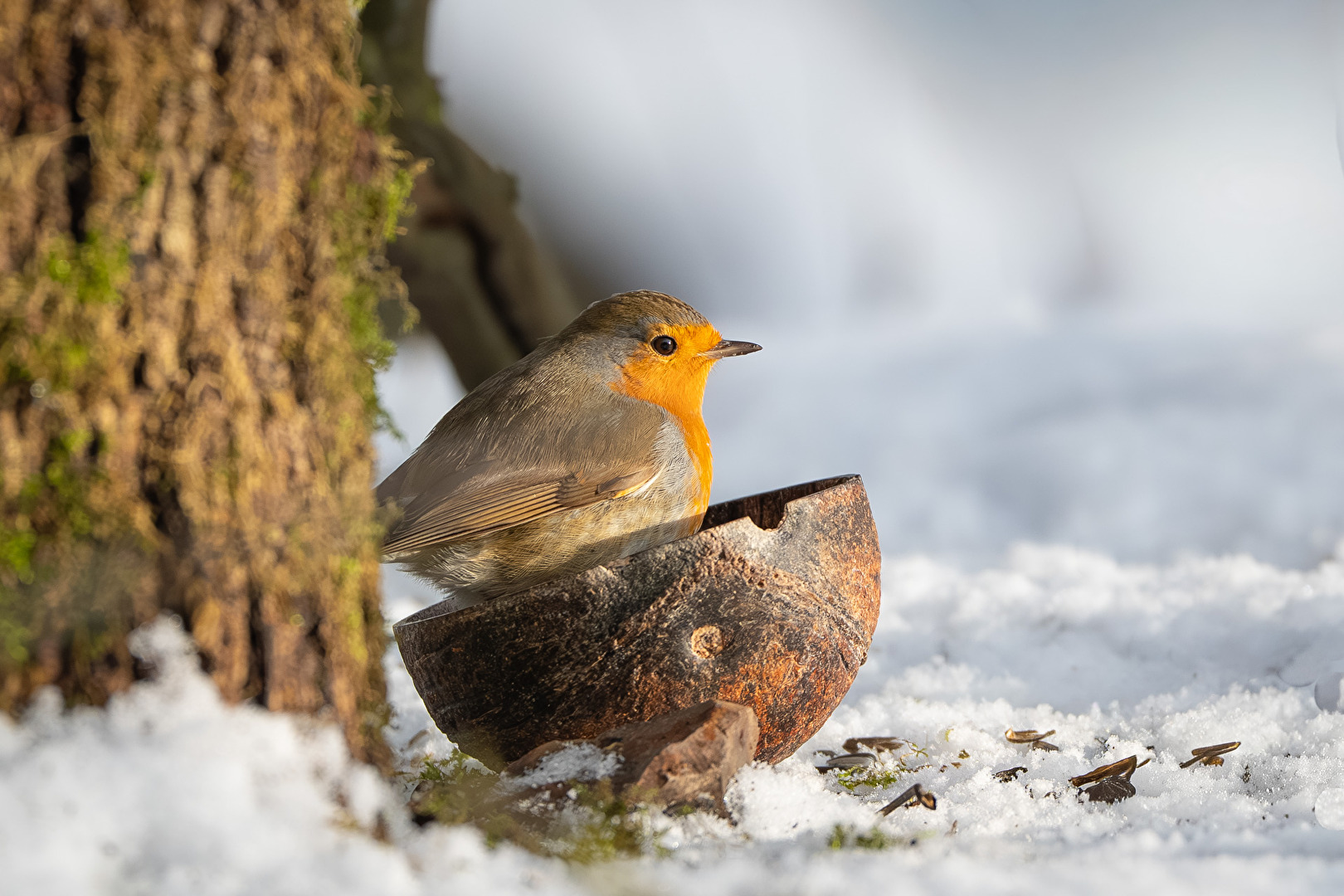 Robin in a Coconut