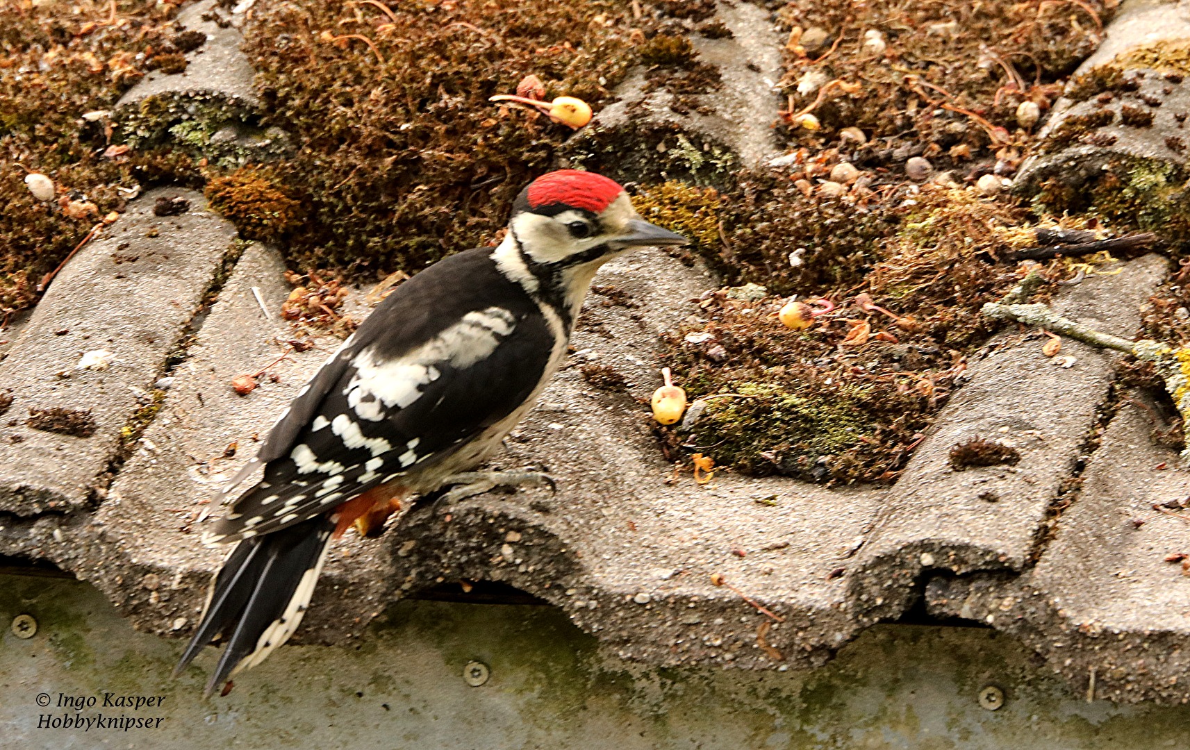 Great Spotted Woodpecker