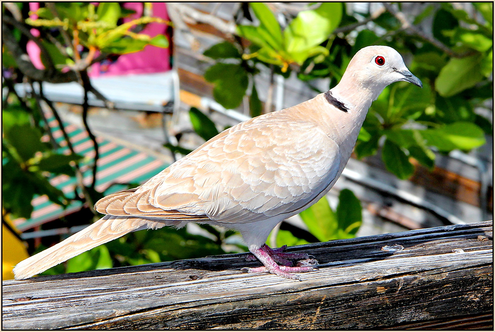 Eurasian Collared Dove