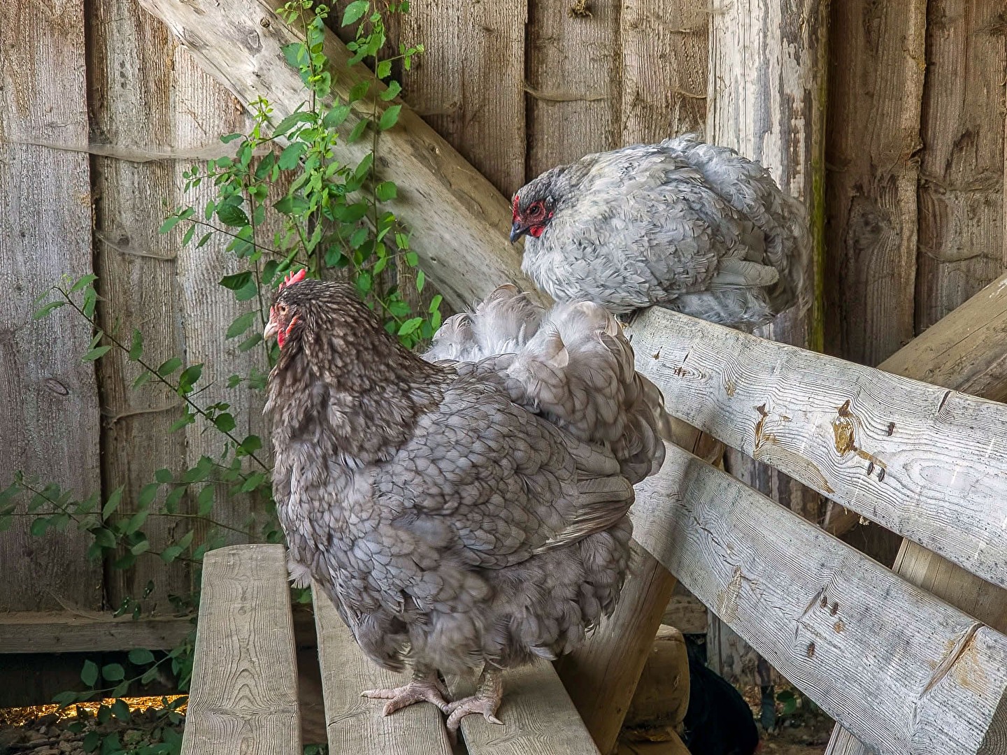 Unerwarteter Besuch