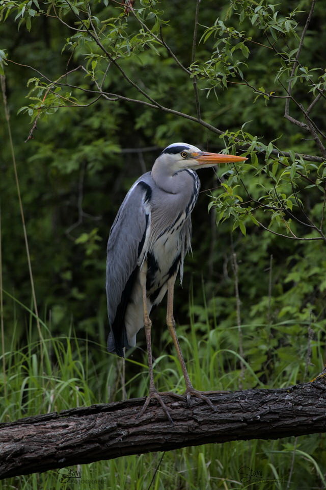 Der Graureiher, auch Fischreiher genannt