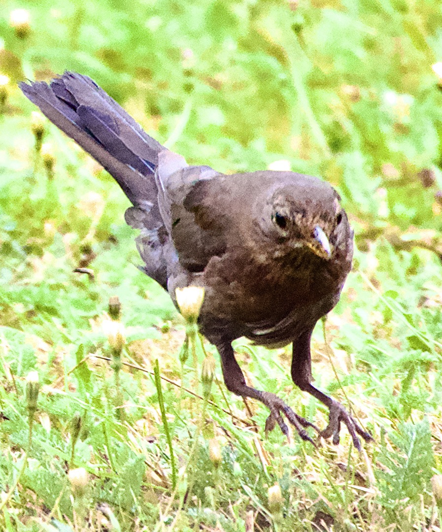 Moin, Moin grüßt das Amsel Weibchen
