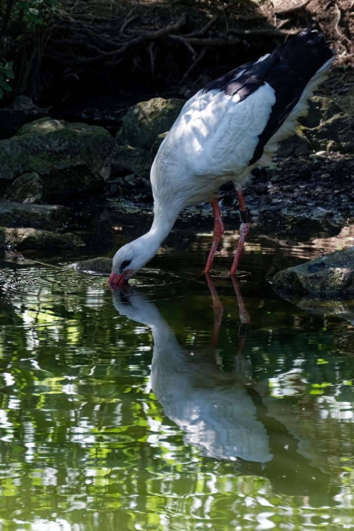 Storch