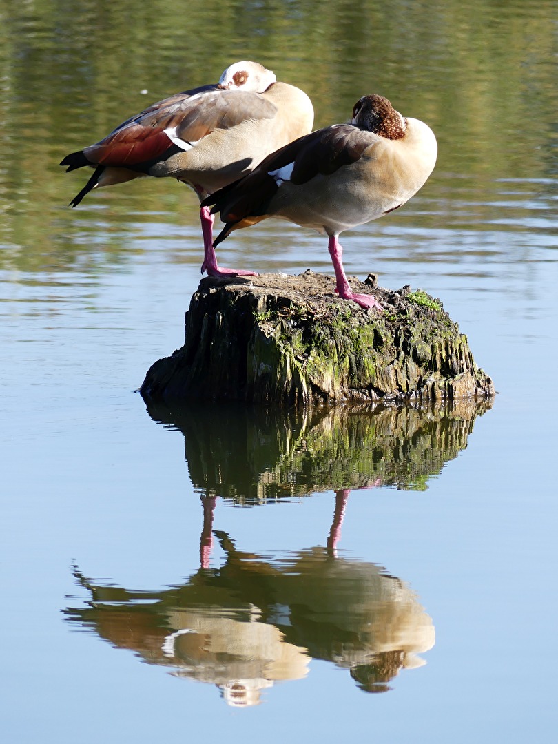 Nilgänse